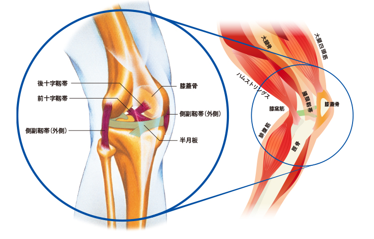 Diagrama de estructura de la rodilla