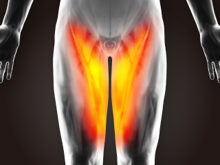 股関節・骨盤の写真