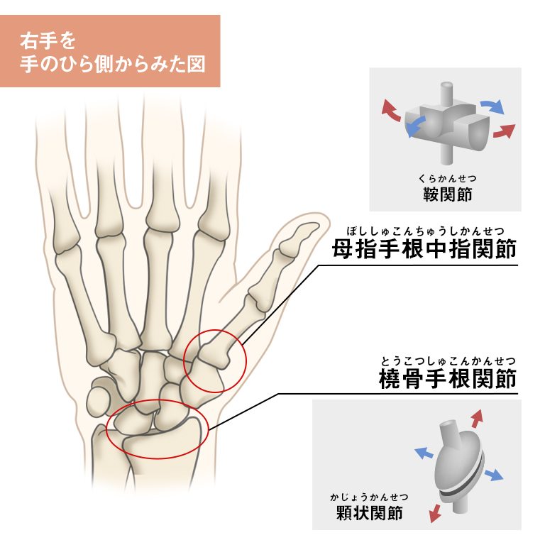手首・手指の解剖学 – KT TAPE JAPAN