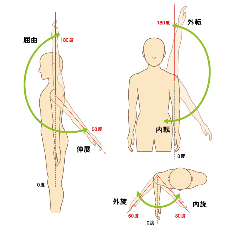 域 肩 甲骨 可動 【肩の痛みと可動域制限の仕組み】「肩の痛み」や「肩が動かない」理由とセルフケア方法！