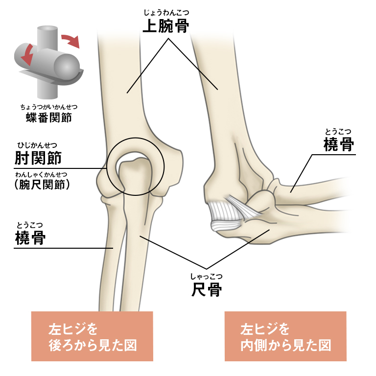 上腕 ヒジの解剖学 Kt Tape Japan