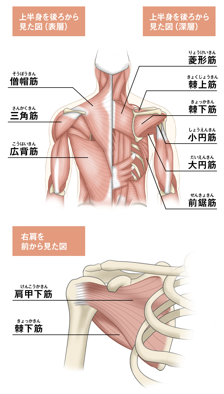 肩の解剖学 – McDavid｜サポータ－ブランドのマクダビッド オフィシャルサイト