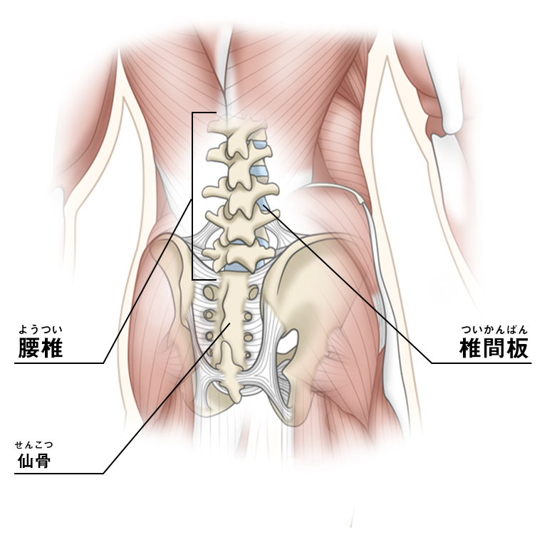 腰の解剖学 Mcdavid サポータ ブランドのマクダビッド オフィシャルサイト